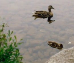 Ducks