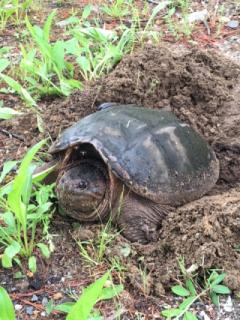 Snapping Turtle