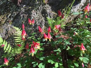 Wild Columbine