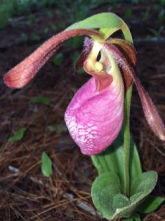 Lady Slipper