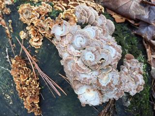 Mushroom - Fungus