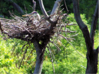 bird in nest