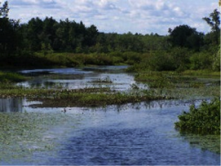 pond