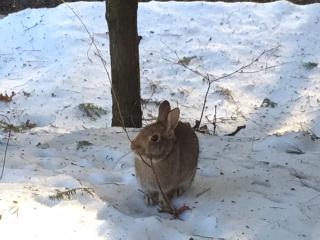 Snow Bunny