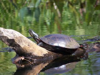 Painted Turtle
