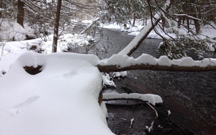 Winter Stream